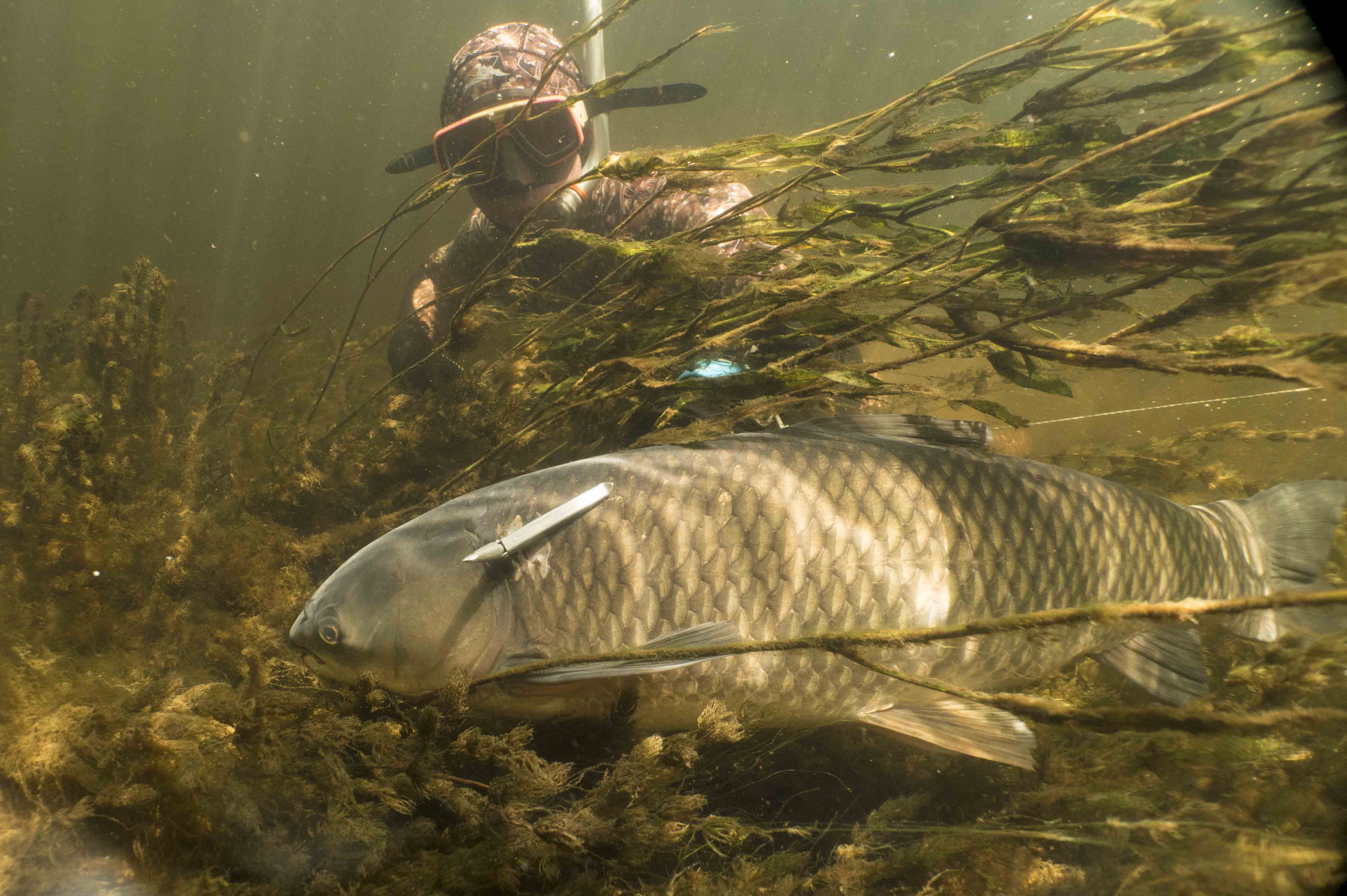 Скидки подвохам на базах Дельты Волги