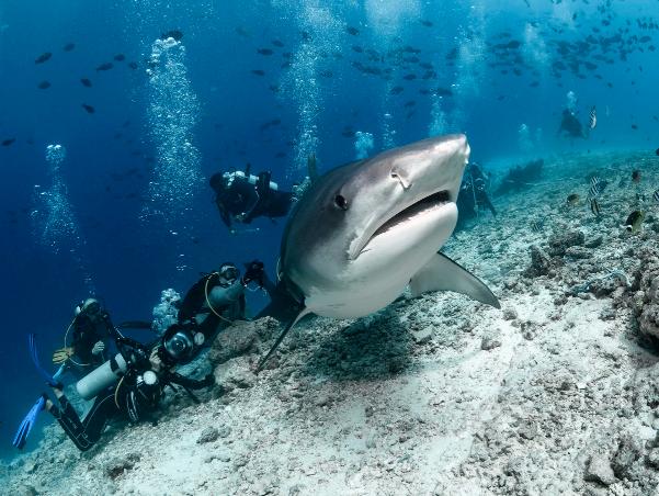 МАЛЬДИВЫ. ЭКВАТОР. Тигры, манты и китовые