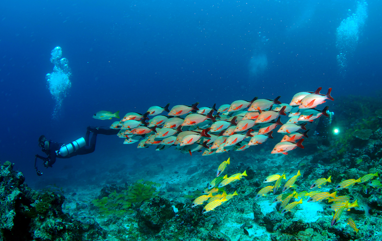 Сафари для дайверов и фридайверов на яхте «Мальдивиана»