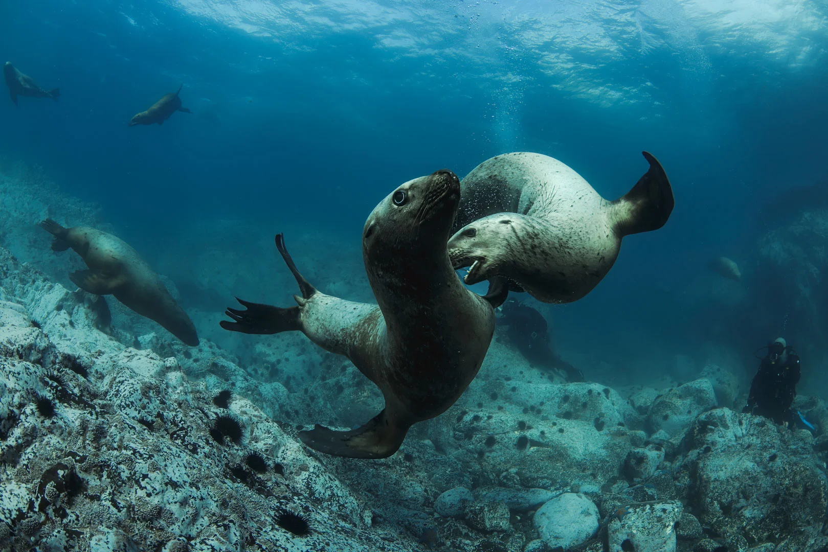 Монерон и Сахалин. Сивучи, устрицы и экскурсии